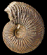 Cardioceras alphacordatum