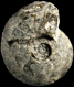 Quenstedtoceras praelamberti  var. praelamberti