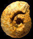 Vascoceras "costatum"