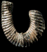 Hamites (Hamites) cf. maximus