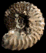 Epihoplites (Metaclavites) compressus