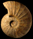 Pachydiscus (Pachydiscus) bassae