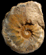 Pseudoschloenbachia (Hourcqiella) ampambiensis