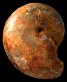Paracladiscites sp.