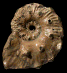 Euhoplites lautus forme truncatus