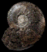 Euhoplites ochetonotus