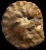 Tissotioides haplophyllus