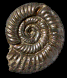 Properisphinctes bernensis (M)