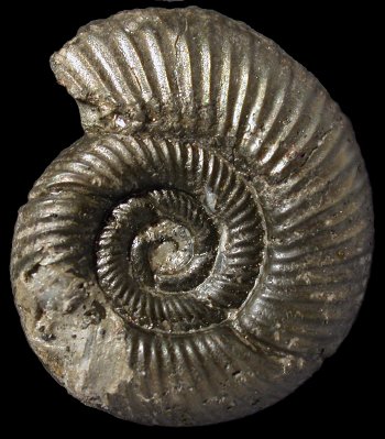Ammonites et aliae spirae II - Prososphinctes matheyi