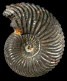 Cardioceras praemartini
