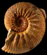 Kosmoceras gulielmii (m)