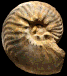Pseudoschloenbachia (Rabenjanaharyella) rhomboidalis