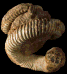 Eubostrychoceras (Eubostrychoceras) otsukai morphe boulei
