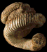 Eubostrychoceras (Eubostrychoceras) otsukai  morphe boulei