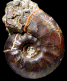Onychoceras differens (m)