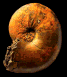Scaphitodites scaphitoides