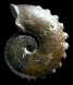 Creniceras renggeri