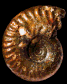 Neoprionoceras rauracum