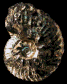 Dimorphoplites silenus