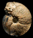 Morphoceras multiforme (M)