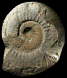 Morphoceras macrescens (M)