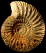 Parkinsonia (Parkinsonia) pachypleura