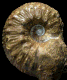 Liparoceras (Liparoceras) pseudostriatum