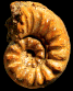 Beaniceras centaurus