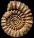 Gagaticeras gagateum