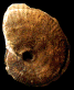 Phlycticeras dorsocavatum (M)