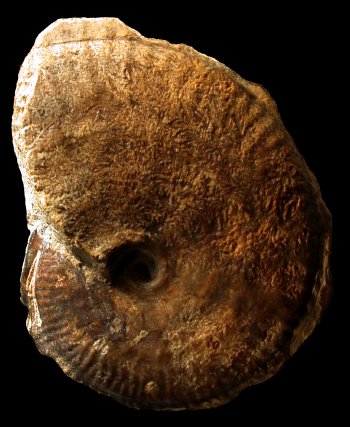 Ammonites et aliae spirae II - Phlycticeras dorsocavatum