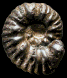 Epihoplites (Epihoplites) gibbosus