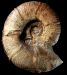 Pseudohaploceras cf. matheroni