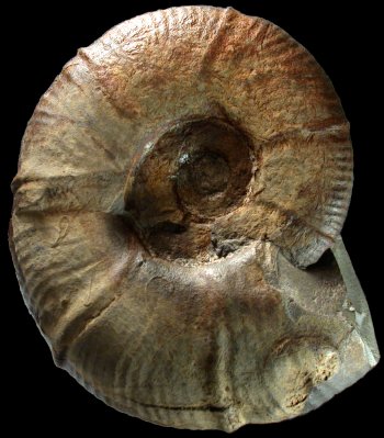 Ammonites et aliae spirae II - Pseudohaploceras matheroni