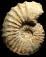 Calycoceras (Gentoniceras) subgentoni