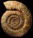 Perisphinctes (Arisphinctes) helenae (M)
