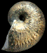 Liparoceras (Becheiceras) bechei