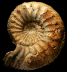 Cadomites sp.