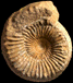 Cadomites homalogaster
