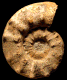 Euaspidoceras subbabeanum (M)