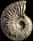 Kosmoceras duncani
