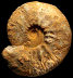 Kosmoceras obductum (M)