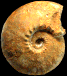 Kosmoceras jason (M)