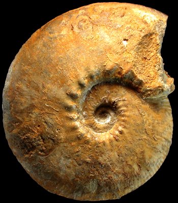 Ammonites et aliae spirae II - Kosmoceras jason