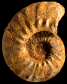 Euaspidoceras depereti (M)