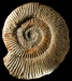 Perisphinctes (Dichotomosphinctes) wartae (m)