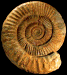 Perisphinctes (Arisphinctes) cowleyensis (M)