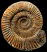 Perisphinctes (Dichotomosphinctes) antecedens (m)