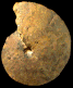 Wrightoceras wallsi
