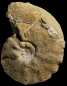 Forresteria (Harleites) petrocoriensis (M)
